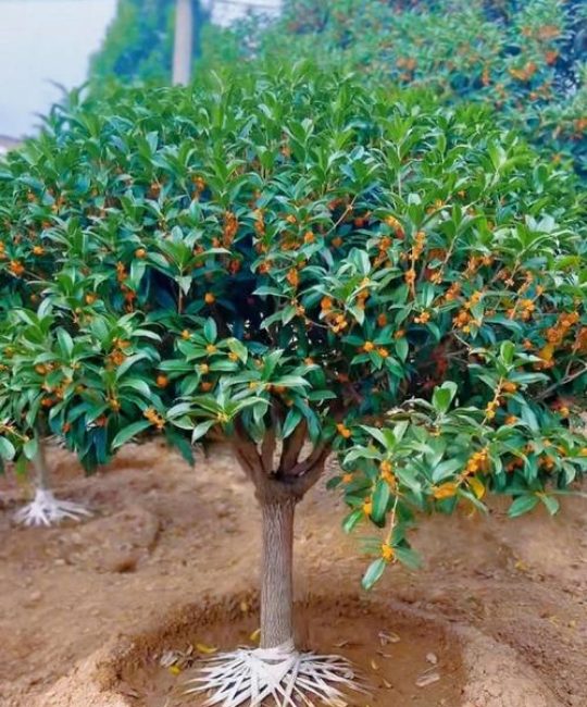 桂花嫁接怎么操作？3个关键步骤让普通桂树四季飘香（附失败教训）