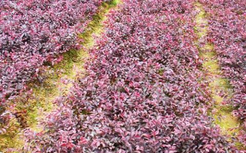 【干货分享】手把手教你红花继木盆景养护秘诀（附真实踩坑经历）