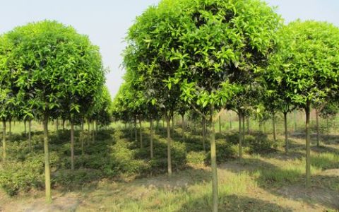 网购桂花如何提高成活率？缓苗期必做的5个关键步骤！