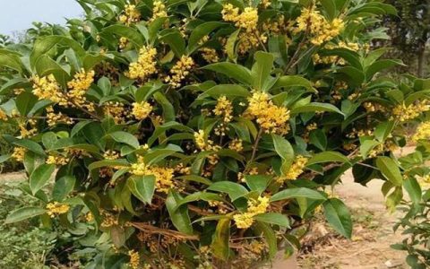 桂花苗怎么栽活？新手必看栽种技巧与养护全攻略！