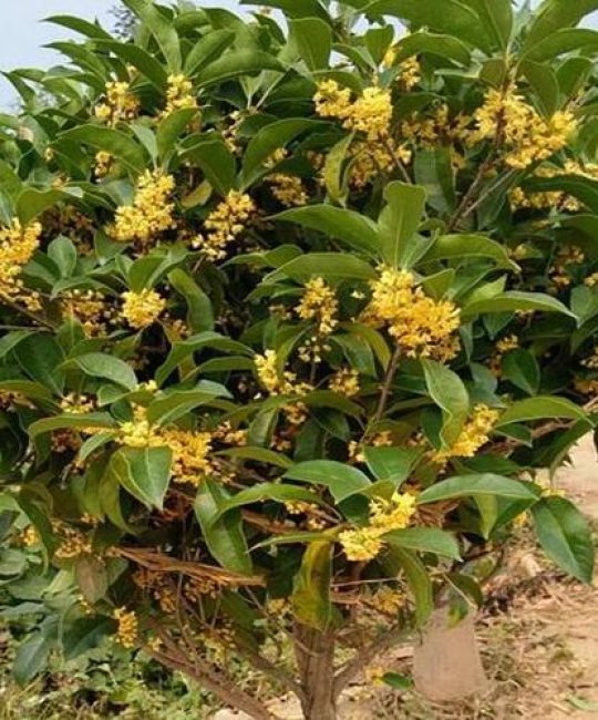 桂花苗怎么栽活？新手必看栽种技巧与养护全攻略！