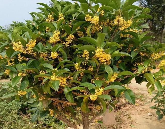 桂花苗怎么栽活？新手必看栽种技巧与养护全攻略！