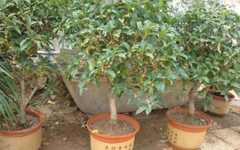刚栽桂花树怎么才能栽活？老园丁的硬核经验大公开