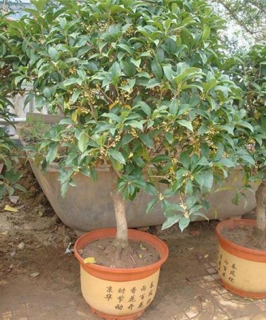 刚栽桂花树怎么才能栽活？老园丁的硬核经验大公开