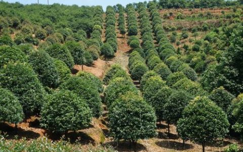 桂花树扦插成活率提升40%方法！家庭种植全攻略
