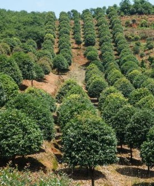 桂花树扦插成活率提升40%方法！家庭种植全攻略