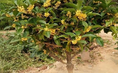 桂花苗选实生还是嫁接？3分钟看懂哪种更适合你家院子