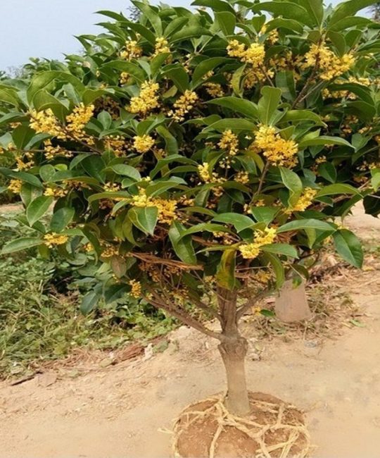 桂花苗选实生还是嫁接？3分钟看懂哪种更适合你家院子