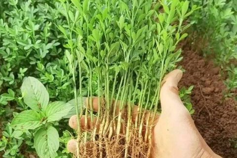 枳壳苗