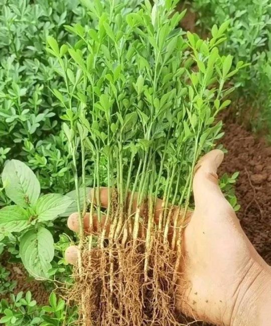 枳壳苗
