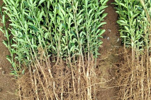 枳橙苗 大叶枳壳实生苗 枳橙实生苗 卡佐里枳橙苗 枳橙芽苗