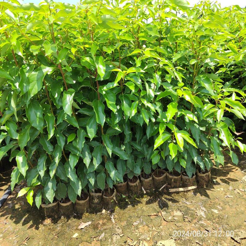 香樟苗 无纺布香樟杯苗 香樟袋苗 樟树苗一年生 香樟杯苗