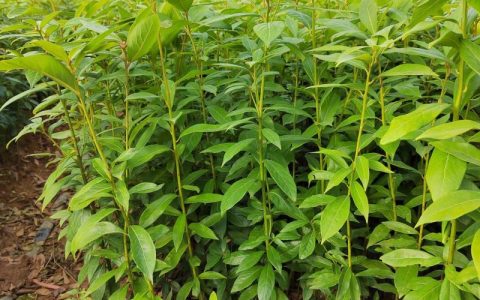 金丝楠木芽苗，小叶桢楠木苗，楠木小苗，楠木苗100棵起