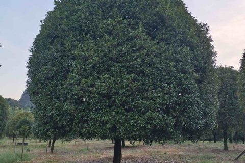 【八月桂】广西精品桂花树