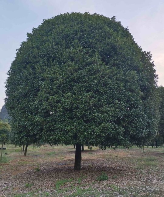【八月桂】广西精品桂花树