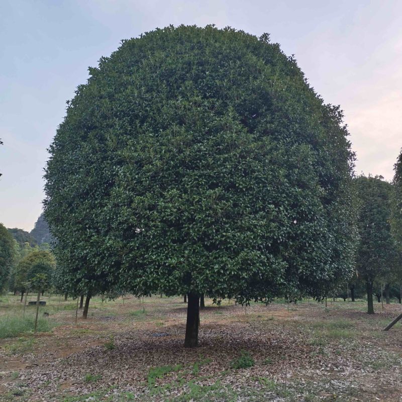【八月桂】广西精品桂花树
