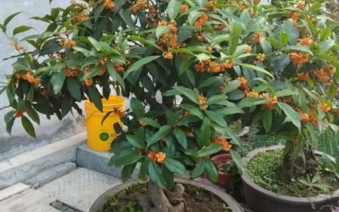 网购桂花如何成功缓苗？新手必看缓苗全方法！