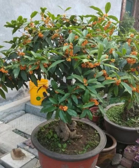 网购桂花如何成功缓苗？新手必看缓苗全方法！