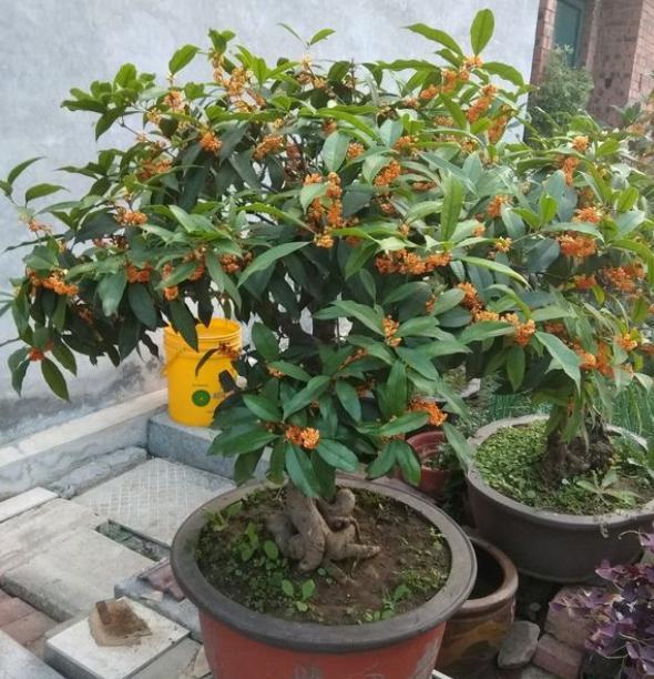 网购桂花如何成功缓苗？新手必看缓苗全方法！