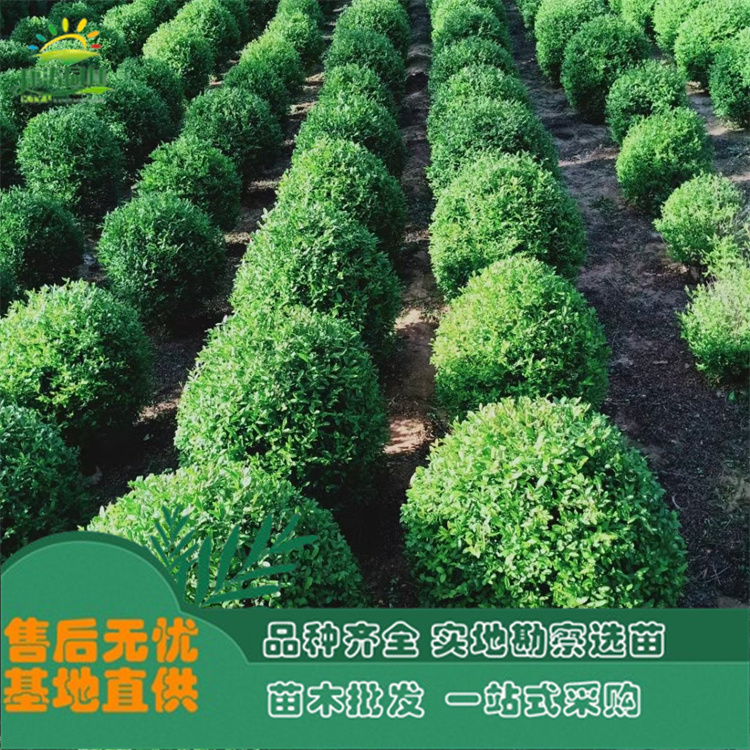大量供应 桃叶卫矛 生长能力强 带土球发货 康涛园林直供