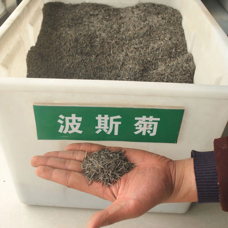 波斯菊种子 秋英格桑花种子 耐干旱花卉 花海专用颜色艳丽涨势旺 4 波斯菊种子 秋英格桑花种子 耐干旱花卉 花海专用颜色艳丽涨势旺
