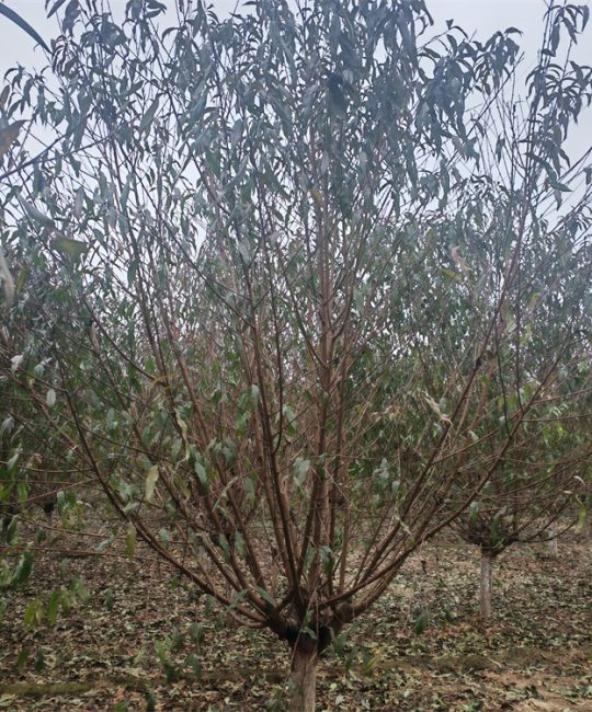 红不软桃树苗 7cm地径2m株高 粉花景观行道树