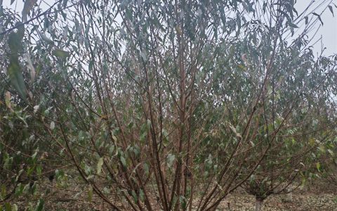 紫椴苗种植与采购指南：诚品苗圃2年苗的庭院与行道树应用