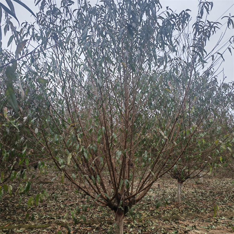 紫椴苗种植与采购指南：诚品苗圃2年苗的庭院与行道树应用