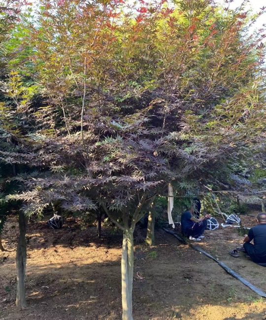 诚品苗圃 10公分美国红枫 黄金枫 多色系秋色叶露地红枫