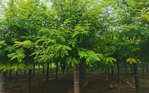 12公分平头刺槐：诚品苗圃直供4.5米移植苗，行道树风景树优选