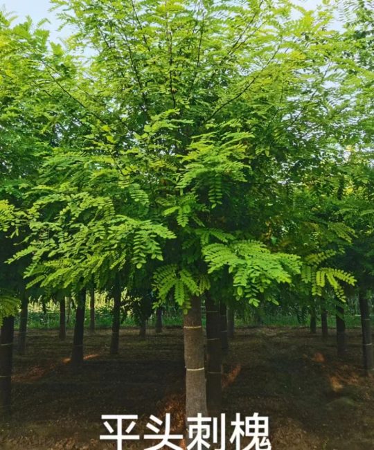 12公分平头刺槐：诚品苗圃直供4.5米移植苗，行道树风景树优选
