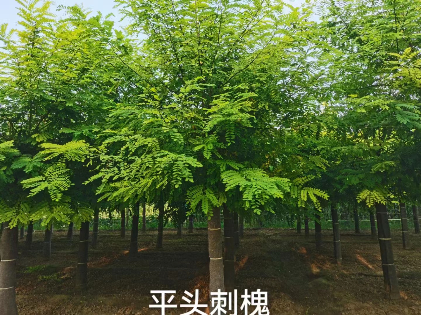 12公分平头刺槐：诚品苗圃直供4.5米移植苗，行道树风景树优选