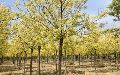 12-15公分金枝槐苗：速生黄金槐树自然树形，庭院风景树首选