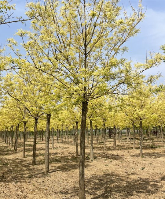 12-15公分金枝槐苗：速生黄金槐树自然树形，庭院风景树首选