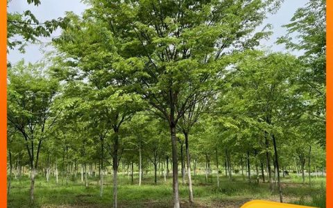 15-16公分红榉 园林绿化工程树 树形优美 根深叶茂