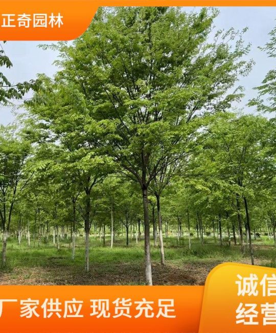 15-16公分红榉 园林绿化工程树 树形优美 根深叶茂