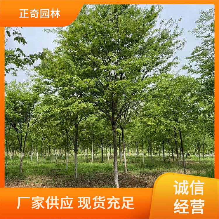 15-16公分红榉 园林绿化工程树 树形优美 根深叶茂