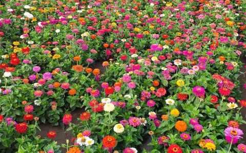百日草种子四季播种易活，诚品苗圃打造庭院花海景观首选