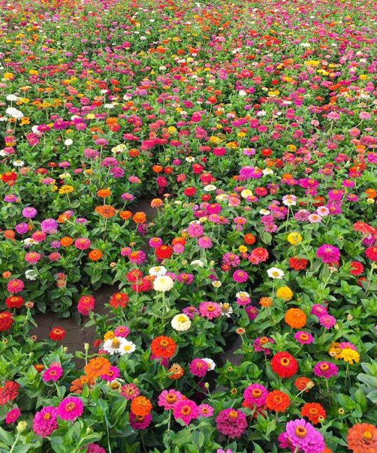 百日草种子四季播种易活，诚品苗圃打造庭院花海景观首选