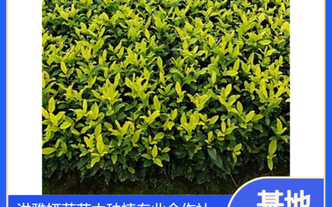 大白茶苗园林绿化种植指南：眉山洪雅优选种苗推荐