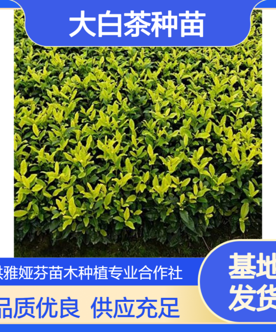 大白茶苗园林绿化种植指南：眉山洪雅优选种苗推荐