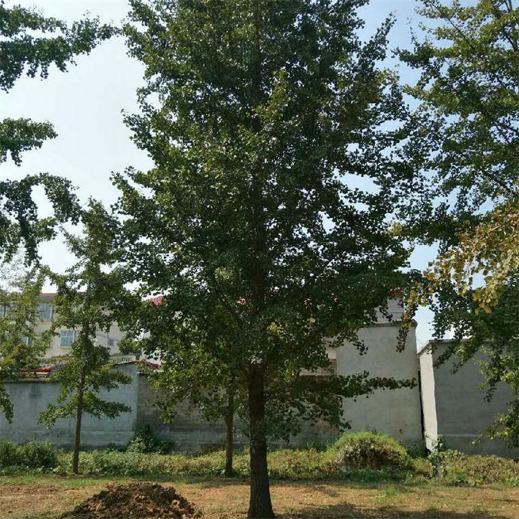 15公分银杏白果树 小苗 行道观赏树 基地大量种植 园林道路绿化栽植 2 15公分银杏白果树 小苗 行道观赏树 基地大量种植 园林道路绿化栽植