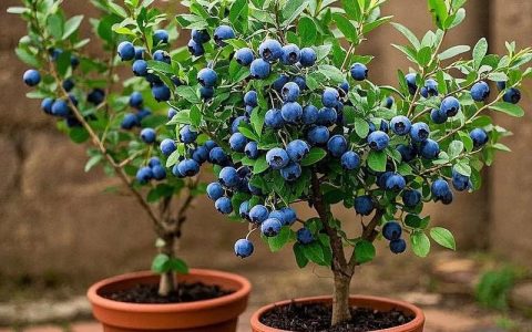 盆栽蓝莓施什么肥最好？分品类权威施肥方案（阳台家庭种植实操指南）