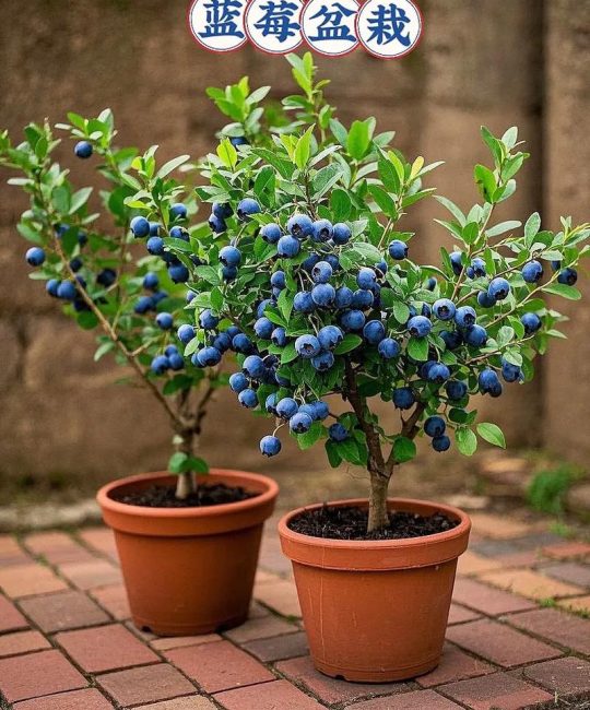 盆栽蓝莓施什么肥最好？分品类权威施肥方案（阳台家庭种植实操指南）
