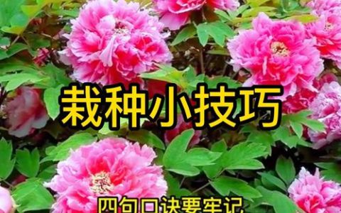 绿萝一盆栽多少棵好？老花匠教你最佳栽种密度与技巧