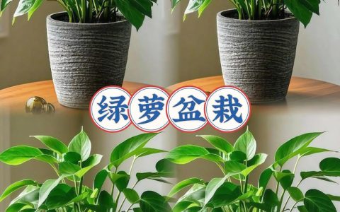 绿萝一盆栽多少棵好？答案在这里