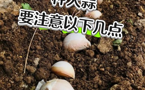 满天星盆栽怎么种？从播种到爆盆的4步保姆级教程