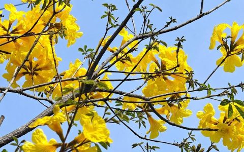 黄花风铃木是什么？一文看懂习性、花期与种植注意