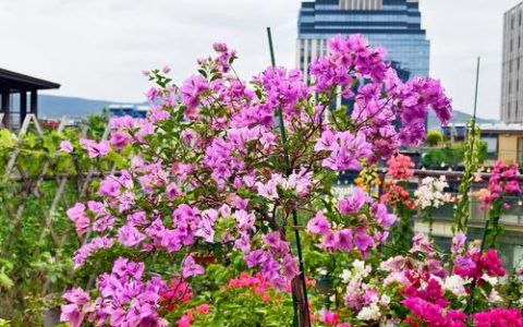 三角梅花季全解析：什么时候开花？如何调控花期？