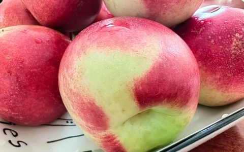 早熟桃哪个品种最好甜度高？2026年顶级高糖早熟桃推荐排行榜